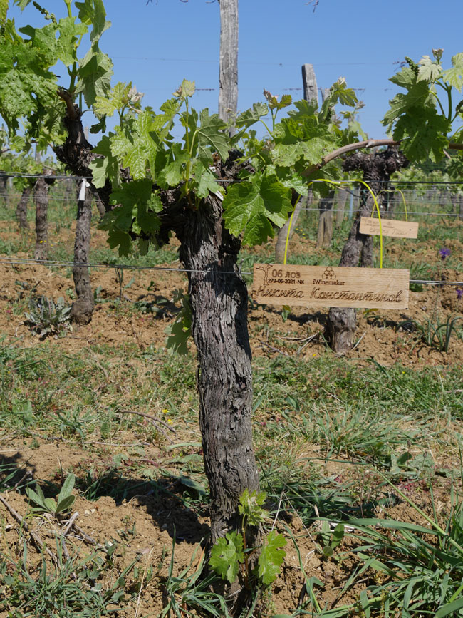 Виноградник на урожай